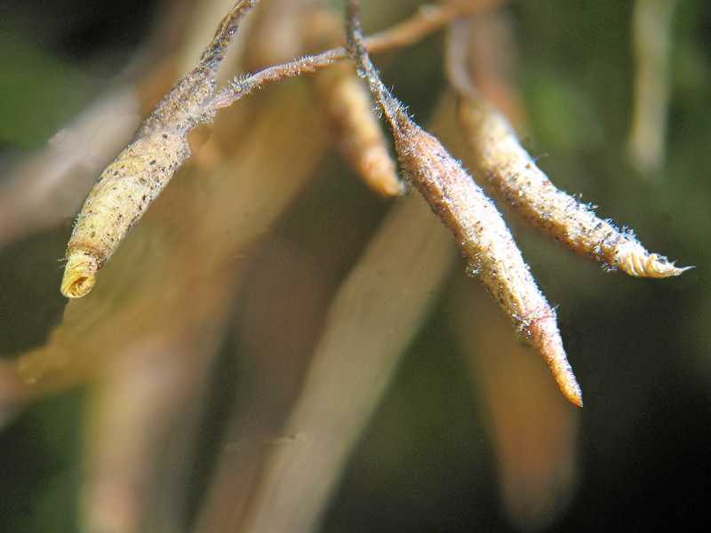 Muschio - Syntrichia muralis